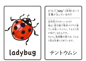 虫の絵カード 特別支援教育 すぐに使える プリント教材 English